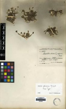 Type specimen at Edinburgh (E). Bornmüller, Joseph: 11907. Barcode: E00265858.