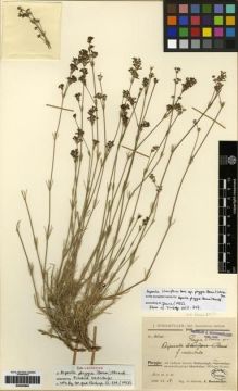 Type specimen at Edinburgh (E). Bornmüller, Joseph: 4540. Barcode: E00265862.