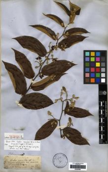 Type specimen at Edinburgh (E). Spruce, Richard: 1594. Barcode: E00265865.