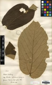 Type specimen at Edinburgh (E). Bang, Miguel: 1339. Barcode: E00265868.