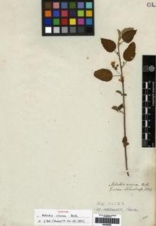 Type specimen at Edinburgh (E). Schomburgk, Robert: 31. Barcode: E00265881.