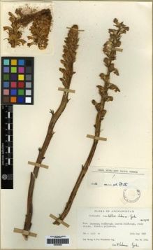 Type specimen at Edinburgh (E). Hedge, Ian; Wendelbo, Per: 3782. Barcode: E00265892.