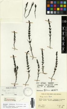 Type specimen at Edinburgh (E). Miller, Anthony : 546. Barcode: E00265893.