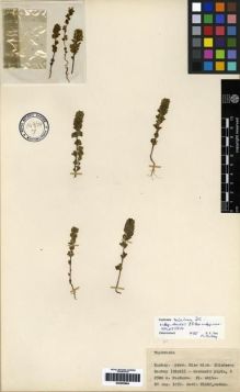 Type specimen at Edinburgh (E). Davis, Peter; Dodds, J.; Çetik, R.: 21022. Barcode: E00265894.