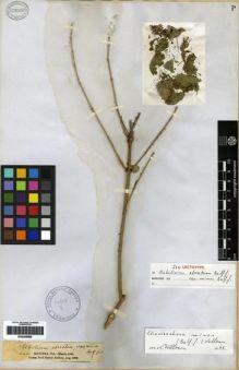 Type specimen at Edinburgh (E). Balfour, Isaac: 462. Barcode: E00265898.
