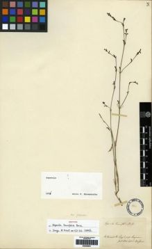Type specimen at Edinburgh (E). Boissier, Pierre: . Barcode: E00265901.