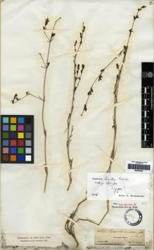Type specimen at Edinburgh (E). Kotschy, Carl (Karl): 241. Barcode: E00265902.