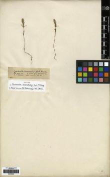 Type specimen at Edinburgh (E). Hohenacker, Rudolph: . Barcode: E00265903.
