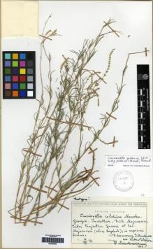 Type specimen at Edinburgh (E). Sosnowskyi, D.; Mandenova, Ida P. & Kuthatheladze, Sch.: . Barcode: E00265904.