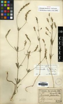 Type specimen at Edinburgh (E). Sintenis, Paul: 1161. Barcode: E00265905.