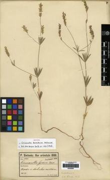 Type specimen at Edinburgh (E). Sintenis, Paul: 1161. Barcode: E00265906.