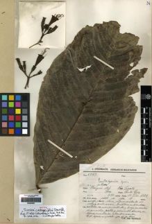 Type specimen at Edinburgh (E). Steinbach, José: 6747. Barcode: E00265907.