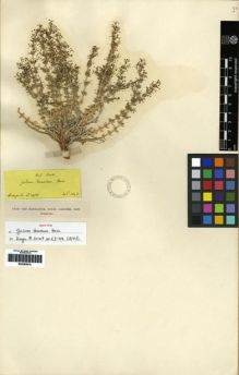 Type specimen at Edinburgh (E). Boissier, Pierre: . Barcode: E00265910.
