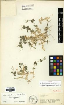 Type specimen at Edinburgh (E). McNeill, John: 457. Barcode: E00265929.
