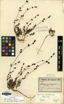 Type specimen at Edinburgh (E). Sintenis, Paul: 499. Barcode: E00265934.