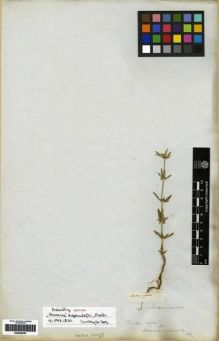 Type specimen at Edinburgh (E). Salzmann, Philipp: . Barcode: E00265938.