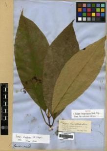 Type specimen at Edinburgh (E). Spruce, Richard: 2301. Barcode: E00265941.