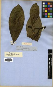 Type specimen at Edinburgh (E). Spruce, Richard: 3995. Barcode: E00265943.