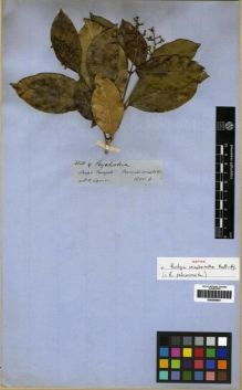 Type specimen at Edinburgh (E). Spruce, Richard: 4120. Barcode: E00265944.