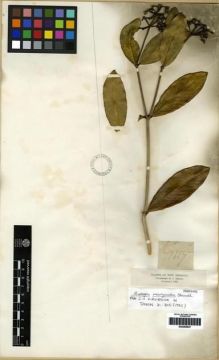 Type specimen at Edinburgh (E). Triana, Jose: 1687. Barcode: E00265947.