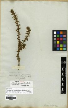 Type specimen at Edinburgh (E). Saltzmann: . Barcode: E00265948.