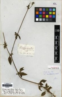 Type specimen at Edinburgh (E). Beechey's Voyage [Collector: A. Sinclair]: . Barcode: E00265953.