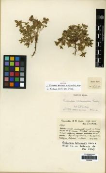 Type specimen at Edinburgh (E). Balls, Edward: B5909. Barcode: E00265964.