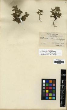 Type specimen at Edinburgh (E). Bang, Miguel: 1034. Barcode: E00265965.