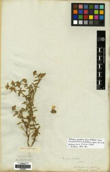 Type specimen at Edinburgh (E). Salzmann, Philipp: . Barcode: E00265966.