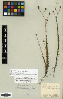 Type specimen at Edinburgh (E). Schomburgk, Robert: 100. Barcode: E00265968.