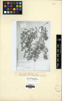 Type specimen at Edinburgh (E). Grossheim, Alexander: . Barcode: E00265998.
