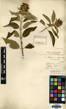 Type specimen at Edinburgh (E). Forrest, George: 620. Barcode: E00266233.