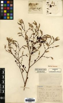 Type specimen at Edinburgh (E). Bodinier, Emile: 10D. Barcode: E00266261.