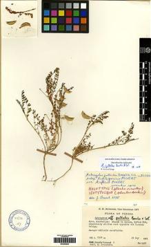 Type specimen at Edinburgh (E). Lamond, Jennifer; Iranshahr, Mousa: 3400. Barcode: E00266263.