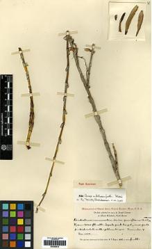 Type specimen at Edinburgh (E). Clemens, Joseph: 188. Barcode: E00266510.