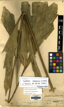 Type specimen at Edinburgh (E). Anderson, John: . Barcode: E00266569.