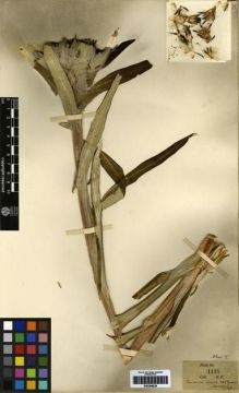 Type specimen at Edinburgh (E). Farrer, Reginald: 1135. Barcode: E00266829.