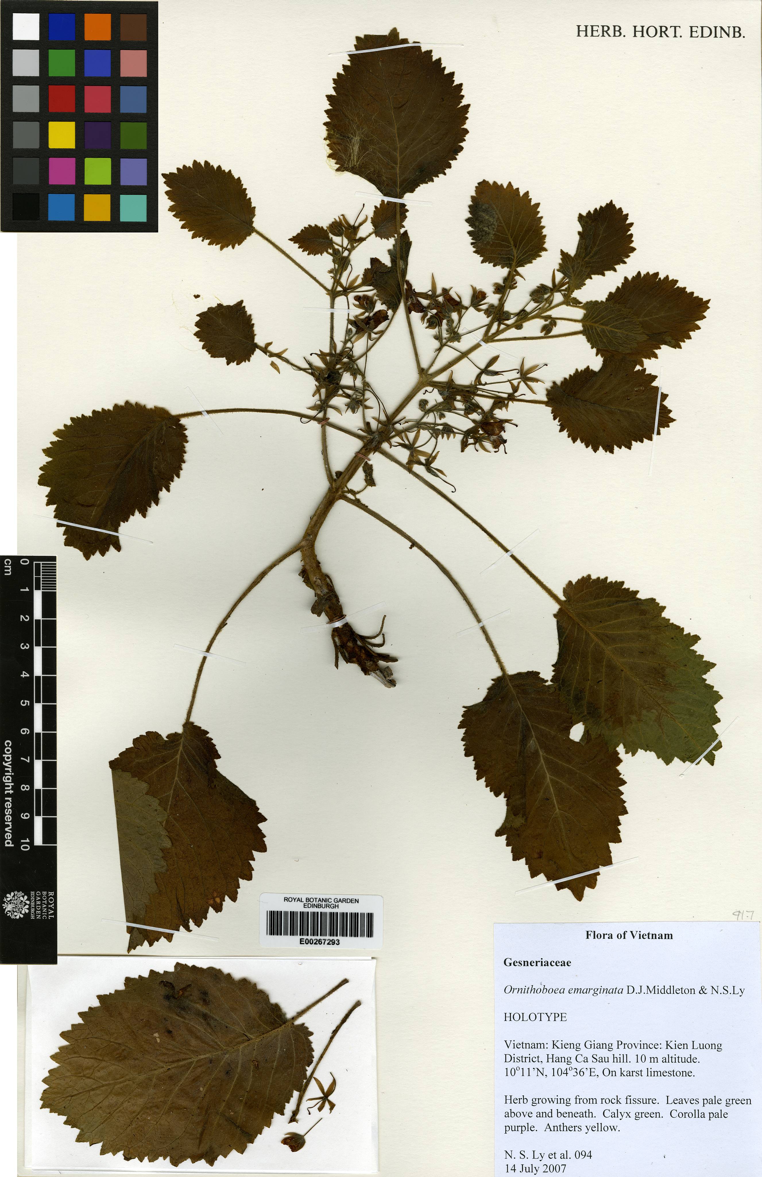 Ornithoboea emarginata — ảnh 3