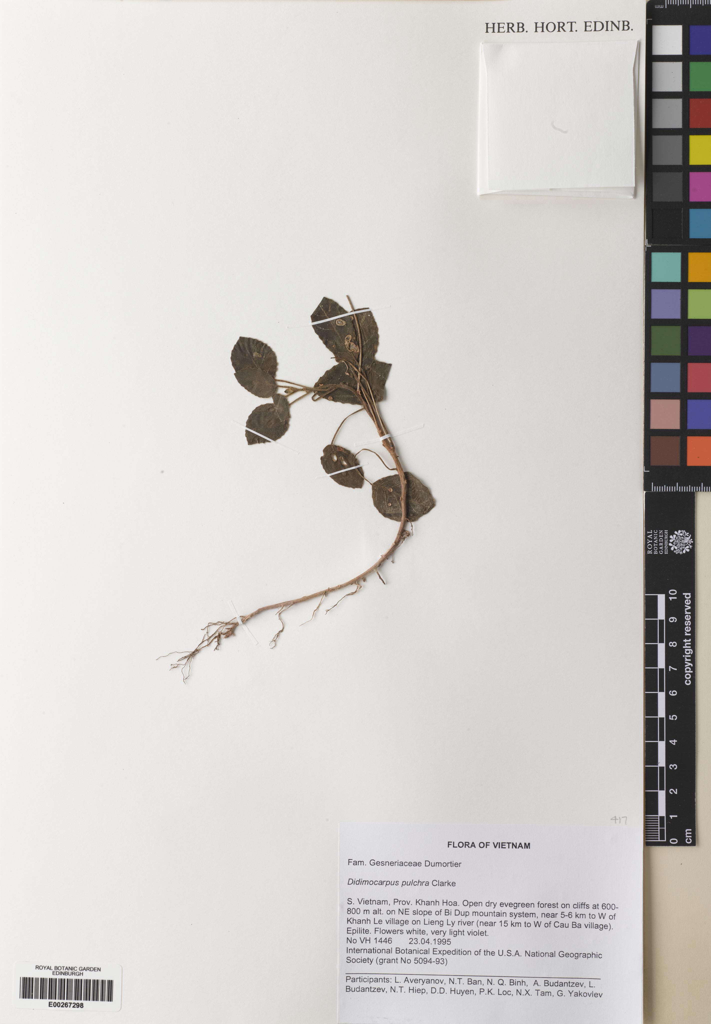 Didymocarpus punduanus — ảnh 2