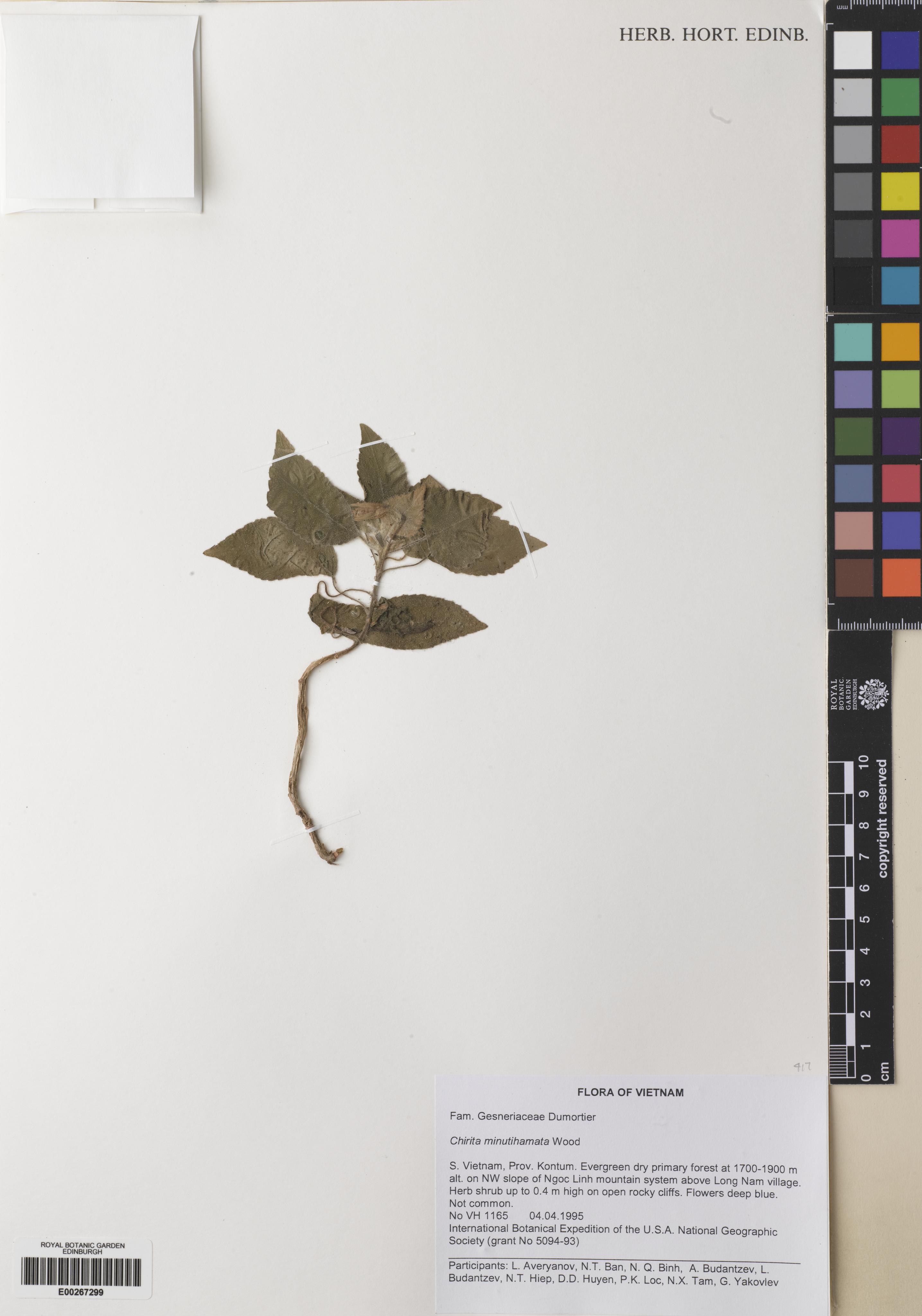 Metapetrocosmea minutihamata — ảnh 3