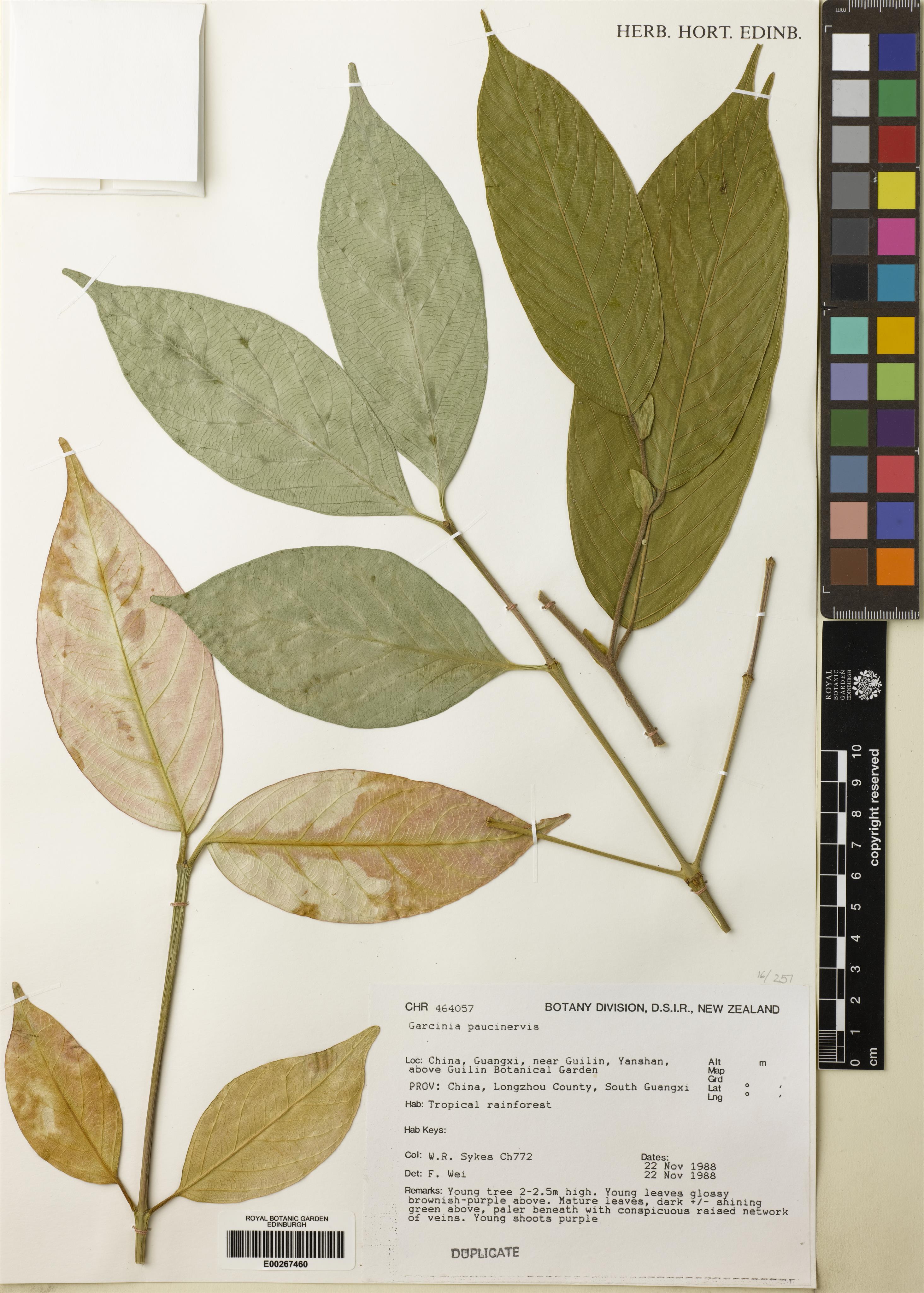 Garcinia paucinervis (Garcinia paucinervis)
