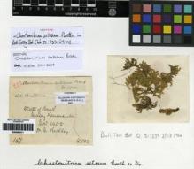 Type specimen at Edinburgh (E). Ridley, Henry: 167. Barcode: E00268211.
