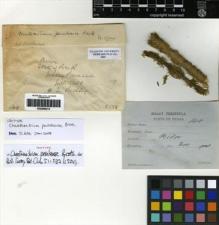 Type specimen at Edinburgh (E). Ridley, Henry: 144. Barcode: E00268212.