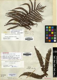 Type specimen at Edinburgh (E). Beechey's Voyage [Collectors: Lay & Collie]: . Barcode: E00268453.