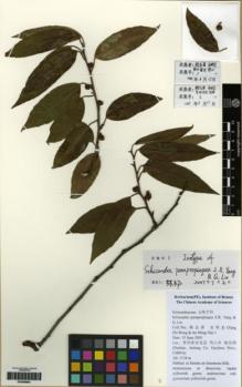 Type specimen at Edinburgh (E). : 1. Barcode: E00268963.