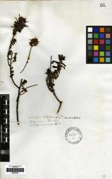 Type specimen at Edinburgh (E). Officers. W.J. Hooker and G.A. Walker-Arnott, Botany of Captain Beechey's Voyage.: . Barcode: E00270107.