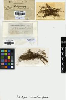 Type specimen at Edinburgh (E). Spruce, Richard: . Barcode: E00271101.