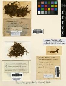 Type specimen at Edinburgh (E). Spruce, Richard: . Barcode: E00271389.