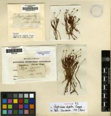 Type specimen at Edinburgh (E). Hornschuch, C.: . Barcode: E00271490.