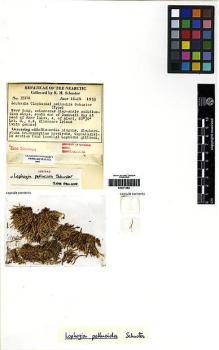 Type specimen at Edinburgh (E). Schuster, Rudolf: 35141. Barcode: E00271663.
